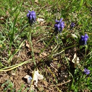 Photographie n°2763669 du taxon Muscari neglectum Guss. ex Ten. [1842]