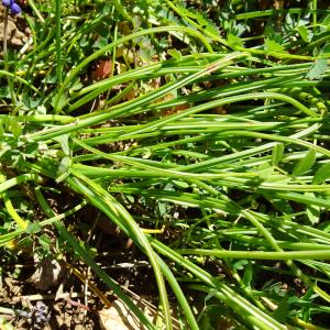 Photographie n°2763670 du taxon Muscari neglectum Guss. ex Ten. [1842]