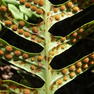 Photographie n°2763675 du taxon Polypodium interjectum Shivas [1961]