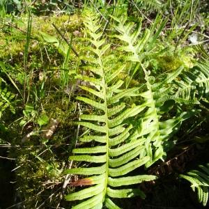 Photographie n°2763677 du taxon Polypodium interjectum Shivas [1961]