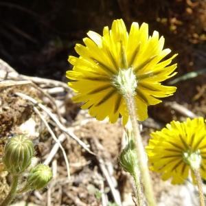 Photographie n°2763679 du taxon Crepis sancta (L.) Bornm. [1913]