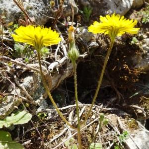 Photographie n°2763682 du taxon Crepis sancta (L.) Bornm. [1913]