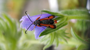 fannyradix, le  4 juin 2020 (Paris)