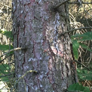 Photographie n°2764233 du taxon Larix decidua subsp. polonica (Racib.) A.E.Murray [1982]