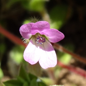 Photographie n°2764237 du taxon Geranium rotundifolium L. [1753]