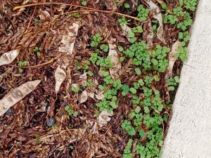 Manuel SCOZZARI, le 29 novembre 2023 (Colomiers (RAMASSIERS))