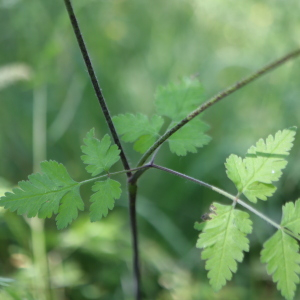 Photographie n°2764903 du taxon Chaerophyllum temulum L. [1753]