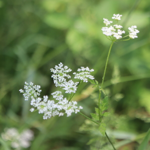 Photographie n°2764904 du taxon Chaerophyllum temulum L. [1753]