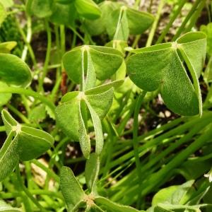 Photographie n°2764923 du taxon Oxalis articulata Savigny [1798]