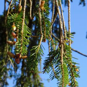 Photographie n°2764941 du taxon Picea abies (L.) H.Karst. [1881]