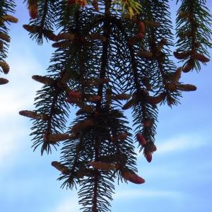 Photographie n°2764946 du taxon Picea abies (L.) H.Karst. [1881]