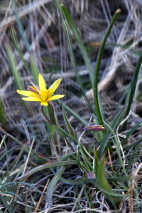 Pierre SÉvin, le  9 avril 2013 (Le Mas (Col de Bleine (06)))