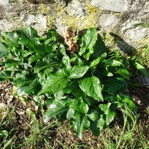 Photographie n°2765562 du taxon Arum maculatum L. [1753]