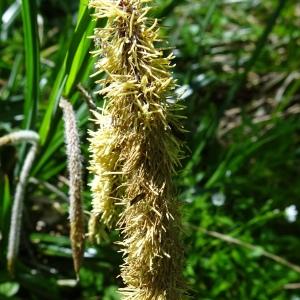 Photographie n°2766718 du taxon Carex pendula Huds. [1762]