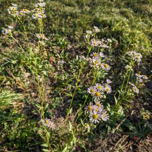 Photographie n°2766724 du taxon Erigeron annuus Pers.