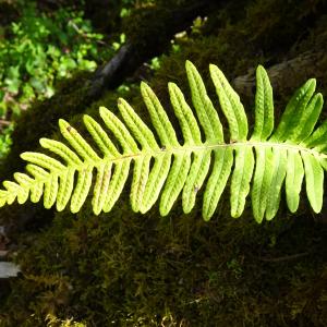 Photographie n°2767154 du taxon Polypodium interjectum Shivas [1961]