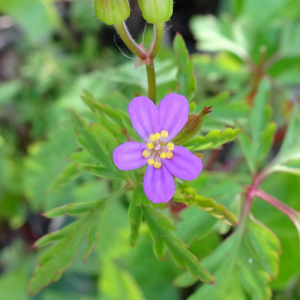 Photographie n°2767165 du taxon Geranium purpureum Vill. [1786]