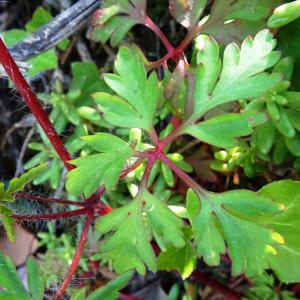 Photographie n°2767167 du taxon Geranium purpureum Vill. [1786]