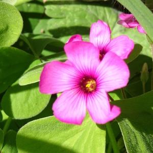 Photographie n°2767170 du taxon Oxalis articulata Savigny [1798]