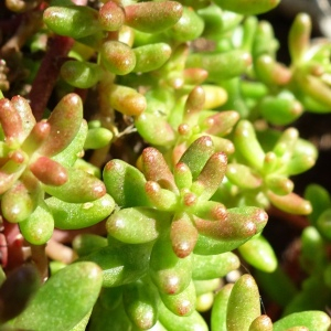 Photographie n°2767173 du taxon Sedum album L. [1753]