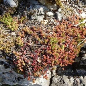 Photographie n°2767175 du taxon Sedum album L. [1753]