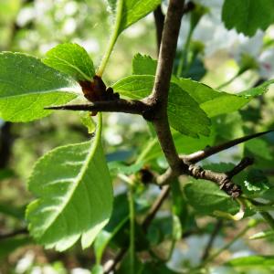 Photographie n°2767185 du taxon Crataegus laevigata (Poir.) DC. [1825]