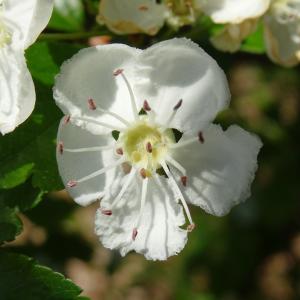 Photographie n°2767186 du taxon Crataegus laevigata (Poir.) DC. [1825]