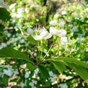 Photographie n°2767187 du taxon Crataegus laevigata (Poir.) DC. [1825]