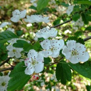 Photographie n°2767188 du taxon Crataegus laevigata (Poir.) DC. [1825]