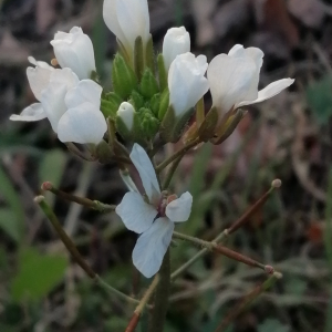 Photographie n°2767856 du taxon Diplotaxis erucoides subsp. erucoides