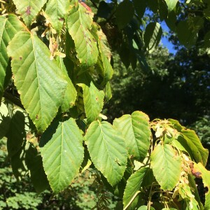 Photographie n°2768819 du taxon Acer davidii Franch. [1885]