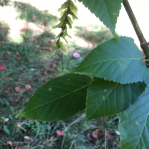 Photographie n°2768825 du taxon Acer davidii Franch. [1885]