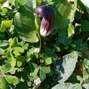  - Arisarum simorrhinum Durieu