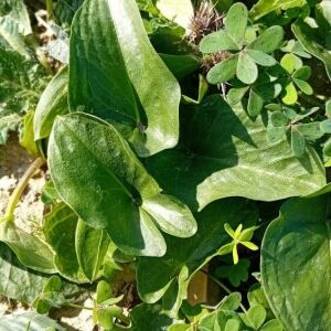  - Arisarum simorrhinum Durieu