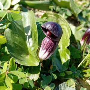  - Arisarum simorrhinum Durieu