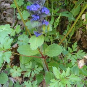 Ajuga genevensis