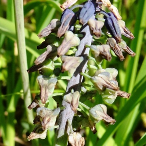 Photographie n°2771168 du taxon Muscari neglectum Guss. ex Ten. [1842]