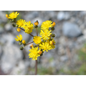 Pilosella piloselloides (Vill.) Soják subsp. piloselloides (Fausse Piloselle)