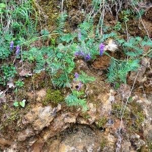 Photographie n°2772848 du taxon Vicia cracca L. [1753]