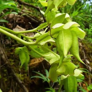 Photographie n°2772850 du taxon Helleborus foetidus L. [1753]