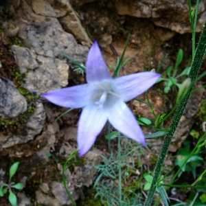 Photographie n°2772855 du taxon Campanula rapunculus L. [1753]