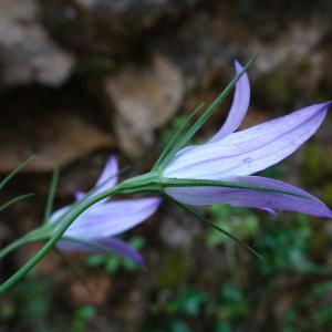 Photographie n°2772860 du taxon Campanula rapunculus L. [1753]