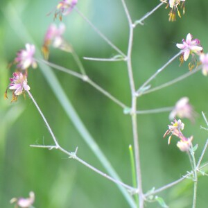  - Thalictrum foetidum L. [1753]