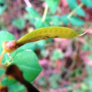 Photographie n°2773312 du taxon Cytisophyllum sessilifolium (L.) O.Lang [1843]