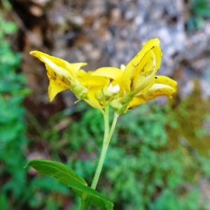 Photographie n°2773316 du taxon Cytisophyllum sessilifolium (L.) O.Lang [1843]