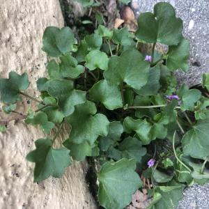 Photographie n°2773341 du taxon Cymbalaria aequitriloba (Viv.) A.Chev. [1937]