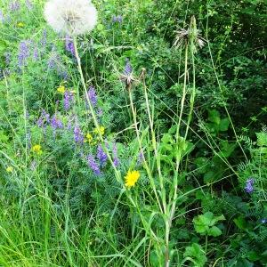 Photographie n°2773373 du taxon Tragopogon pratensis L. [1753]