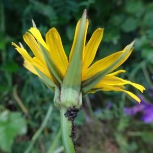 Photographie n°2773375 du taxon Tragopogon pratensis L. [1753]