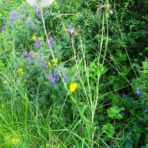 Photographie n°2773376 du taxon Tragopogon pratensis L. [1753]