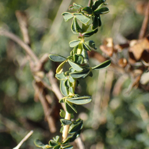  - Adenocarpus complicatus subsp. complicatus 